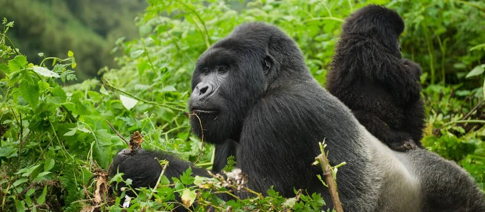 Gorilla Spotted on a Cheap Uganda Tour