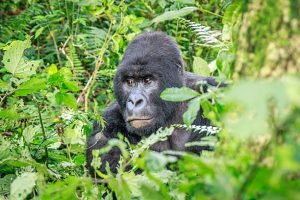 Can Old People Track Gorillas in Rwanda?