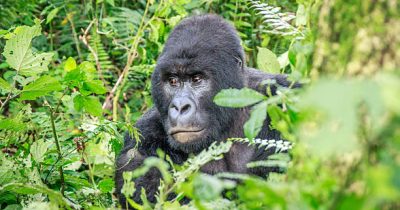 Can Old People Track Gorillas in Rwanda?