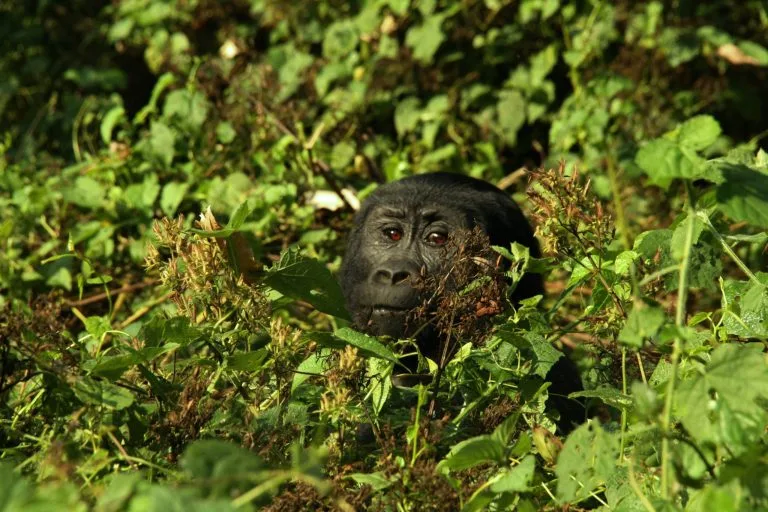 1 Day Gorilla Trekking In Rushaga from Kigali