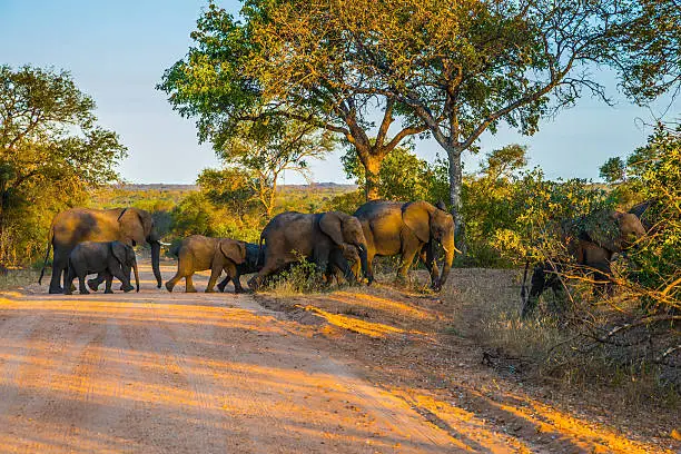 5 Days Tanzania Big 5 Safari