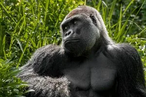 Gorilla Trekking in Bwindi Compared to Virunga National Park