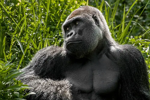 Gorilla Trekking in Bwindi Compared to Virunga National Park