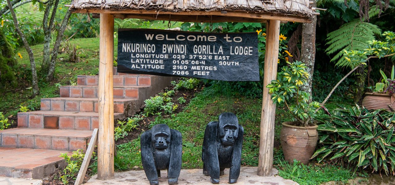 Gorilla Trekking in Ruhija Compared to Nkuringo