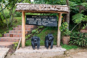 Gorilla Trekking in Ruhija Compared to Nkuringo