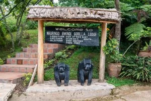 Gorilla Trekking in Ruhija Compared to Nkuringo