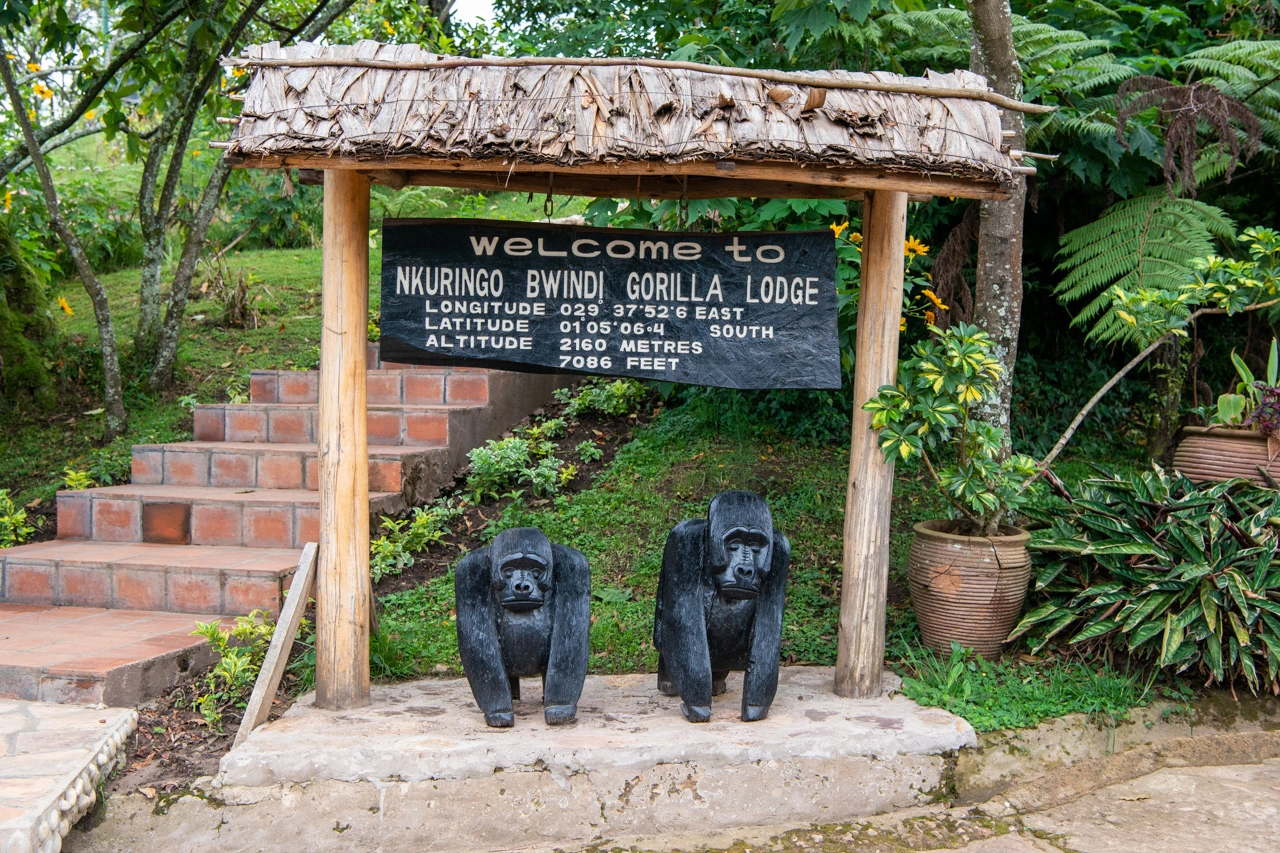 Gorilla Trekking in Ruhija Compared to Nkuringo