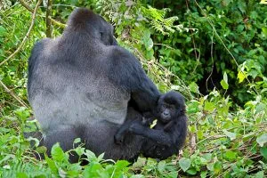 Gorilla Trekking in Rwanda Compared to Uganda and Congo