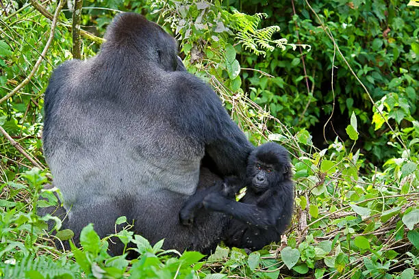 Gorilla Trekking in Rwanda Compared to Uganda and Congo