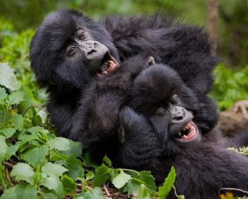 Gorilla trekking in winter
