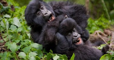 Gorilla trekking in winter