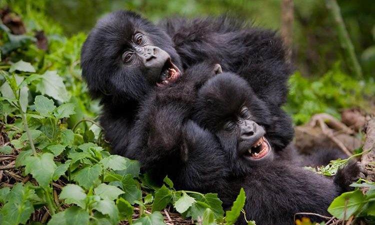 Gorilla trekking in winter