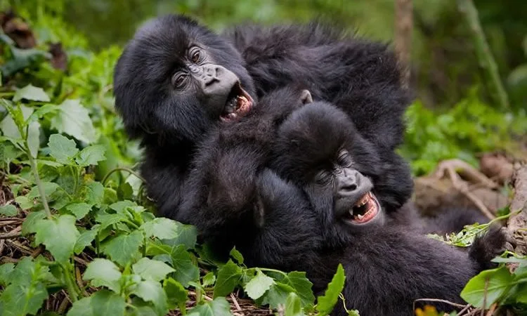 Gorilla trekking in winter