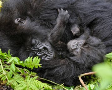 Habituated Gorilla Families in Mgahinga