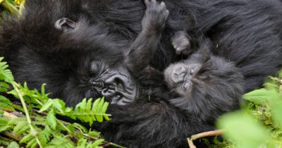 Habituated Gorilla Families in Mgahinga