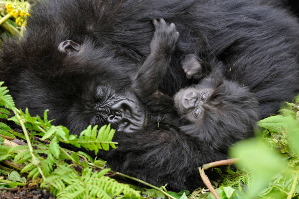 Habituated Gorilla Families in Mgahinga