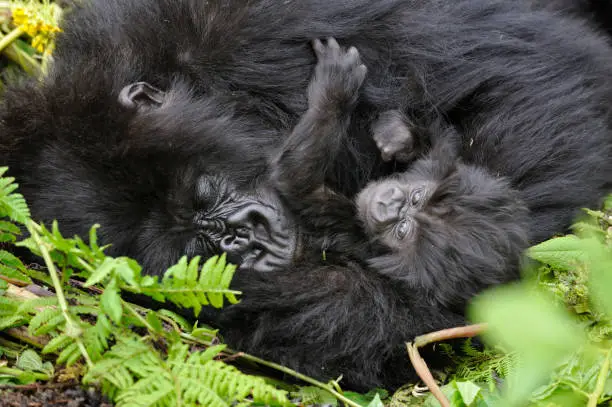 Habituated Gorilla Families in Mgahinga