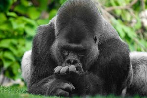Is Gorilla Trekking in Bwindi Safe