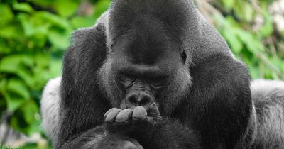 Is Gorilla Trekking in Bwindi Safe