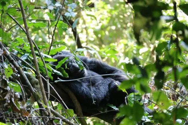 Miss Seeing Gorillas During Trekking
