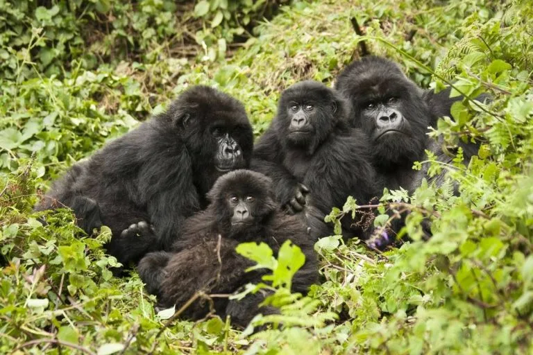 Region in Bwindi has Many Gorilla Families