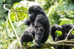 Ruhija Gorilla Permits