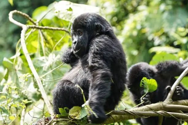 Ruhija Gorilla Permits