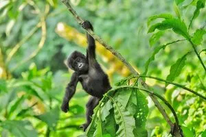 Rwanda Gorilla Holidays