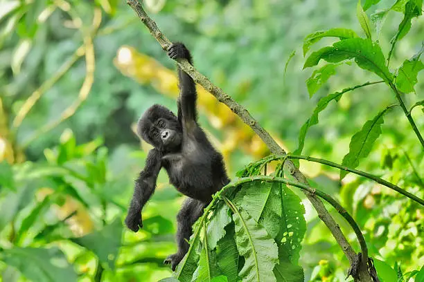 Rwanda Gorilla Holidays