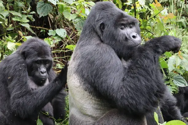 Silverback Gorilla Trekking Tours in Uganda