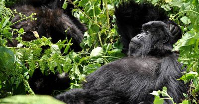 VIP Gorilla Trekking in Uganda