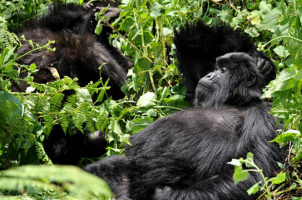 VIP Gorilla Trekking in Uganda
