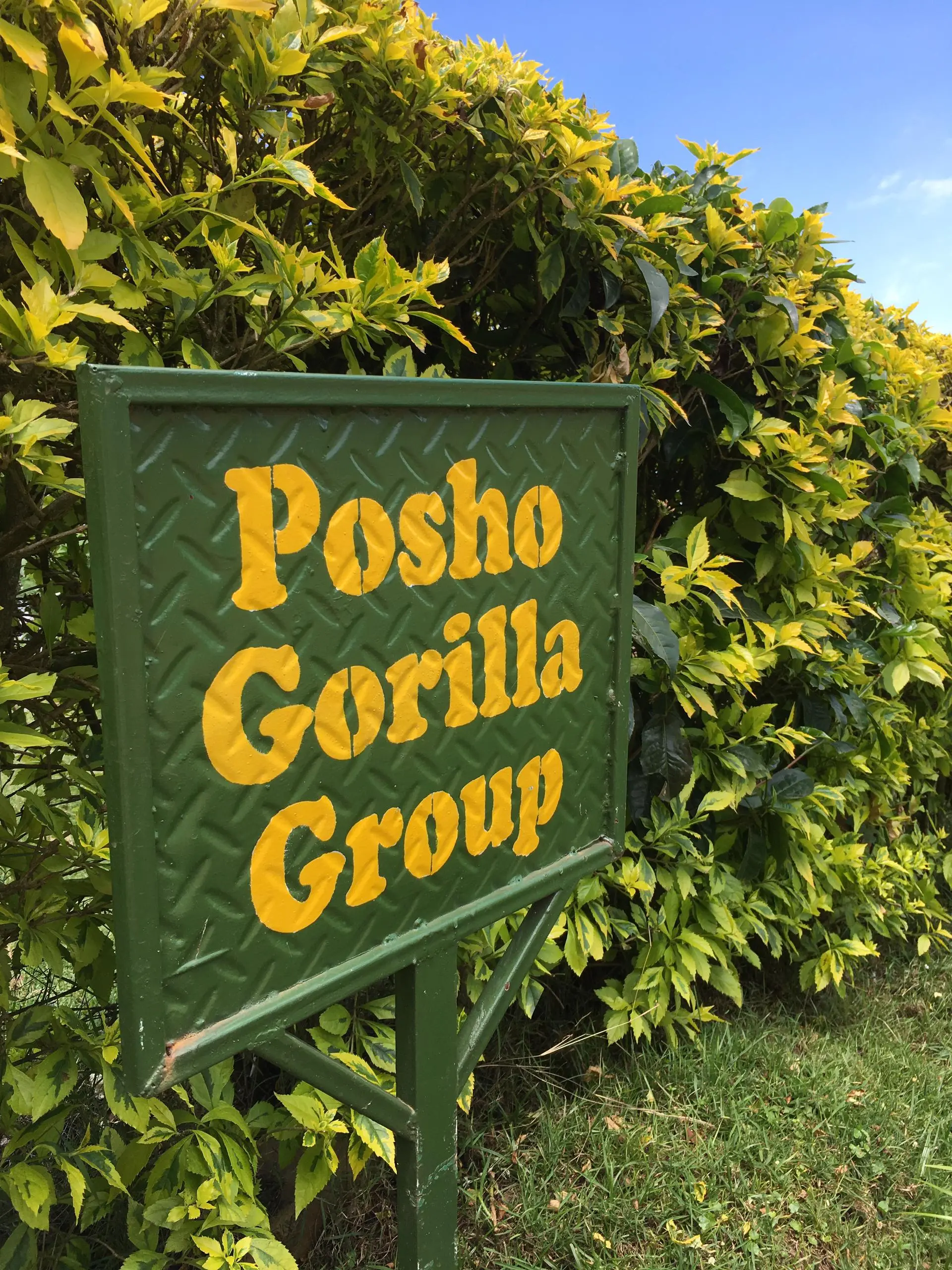 How Many Hours Can One Spend With the Gorillas