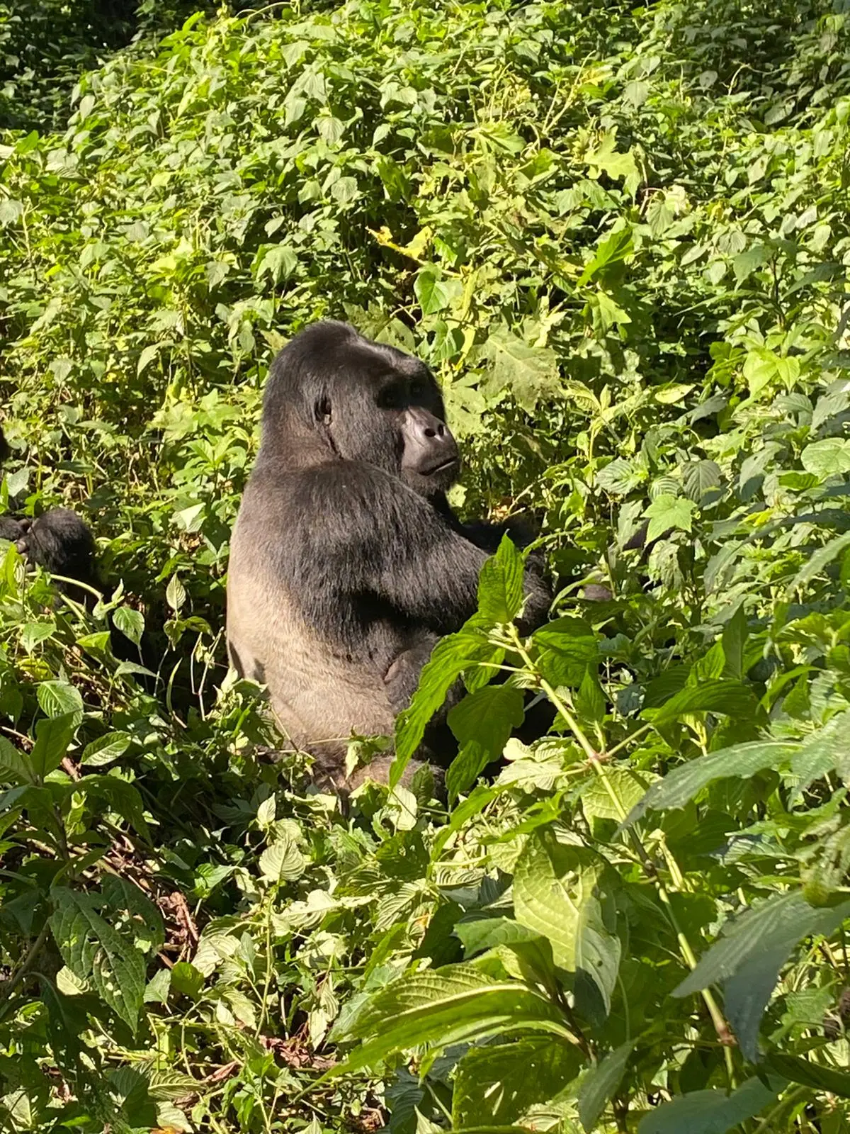 gorilla trekking Buhoma Rushaga