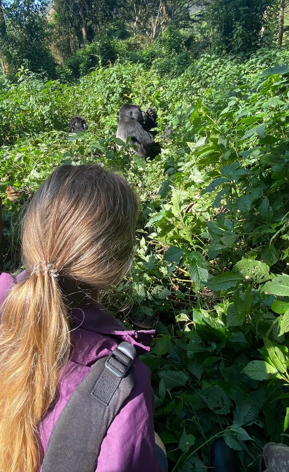 Gorilla Trekking in Rushaga from Kigali