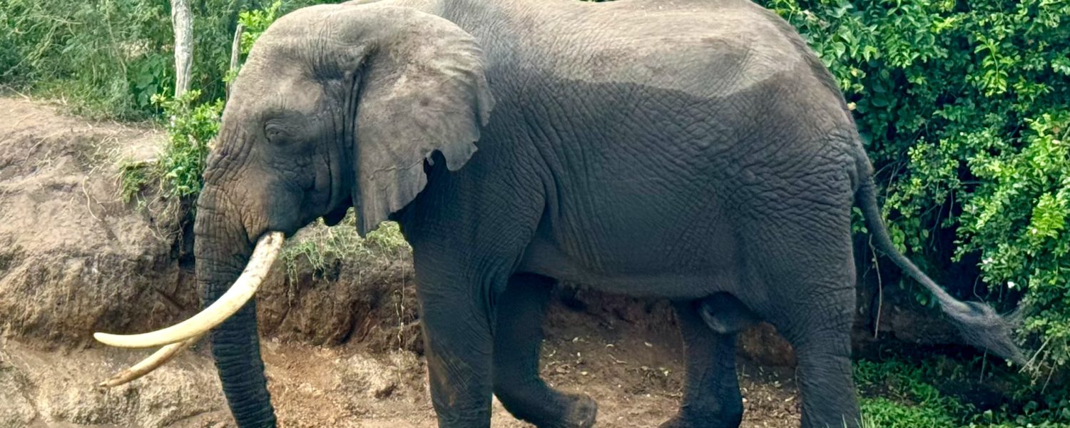 Safari in Akagera Combined With Gorilla Trekking