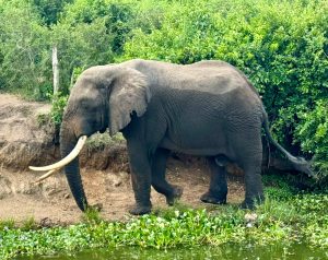 Safari in Akagera Combined With Gorilla Trekking