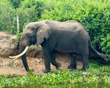 Safari in Akagera Combined With Gorilla Trekking