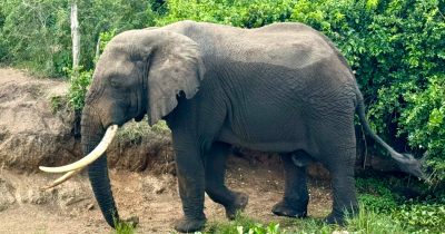 Safari in Akagera Combined With Gorilla Trekking