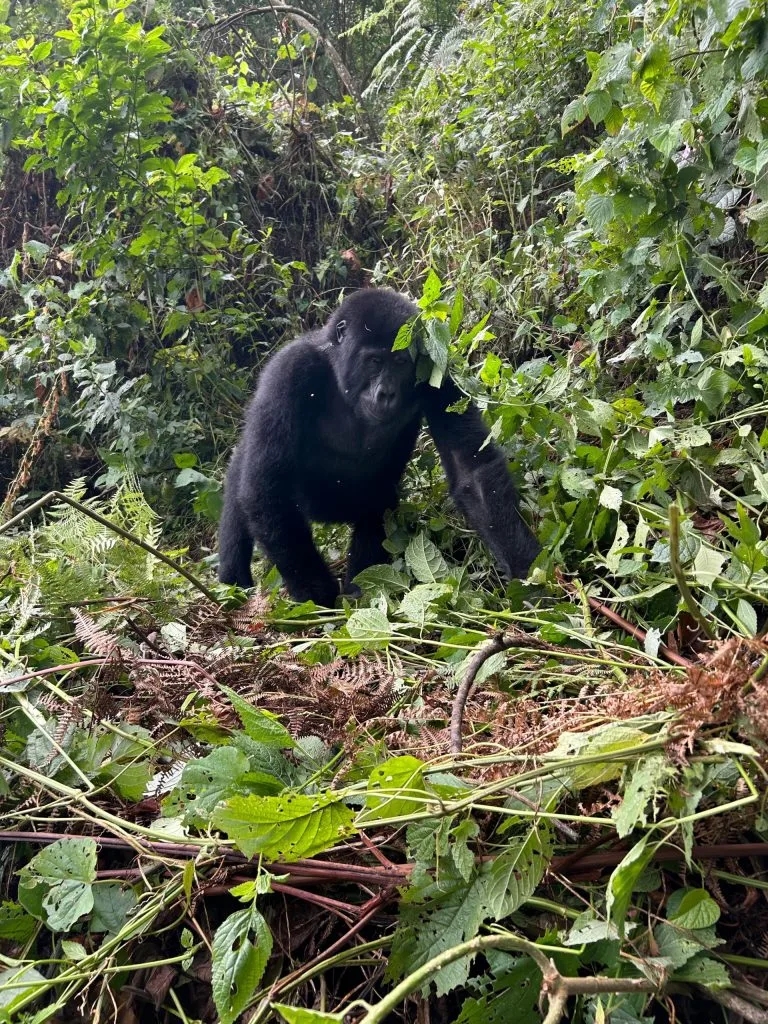 5 Days Uganda Double Gorilla Trekking Safari