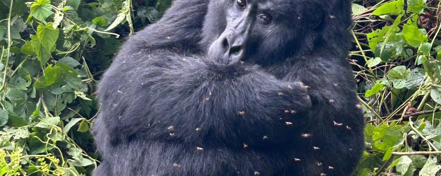 Gorilla Trekking in Ruhija