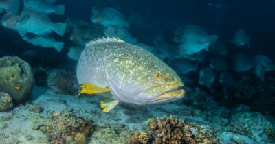Kisite-Mpunguti Marine National Park and Reserve
