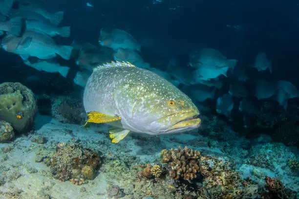 Kisite-Mpunguti Marine National Park and Reserve