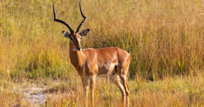 Kisumu Impala Sanctuary