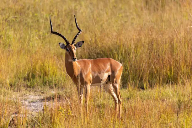 Kisumu Impala Sanctuary