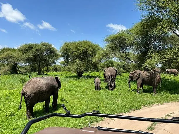 Visiting Masai Mara in April