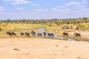 Visiting Masai Mara in August