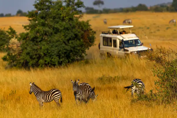 Visiting Masai Mara in February