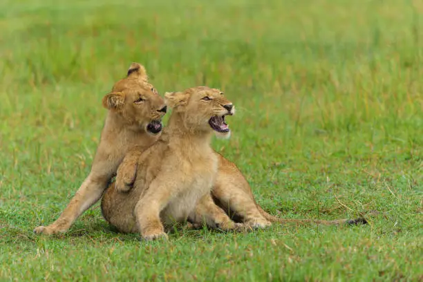 Visiting Masai Mara in January