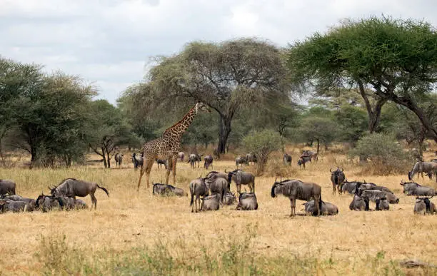 Visiting Masai Mara in July
